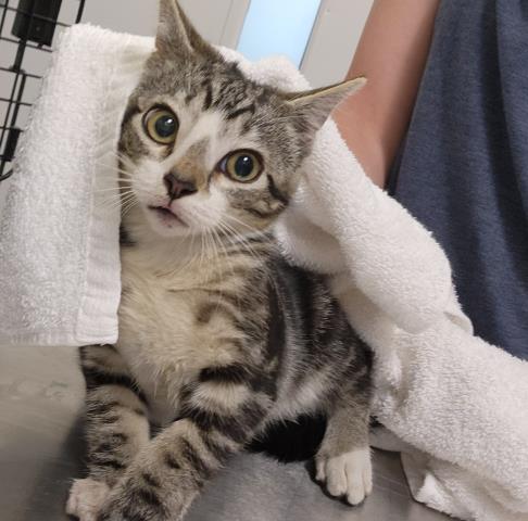 Umbrella - Male - Domestic SH