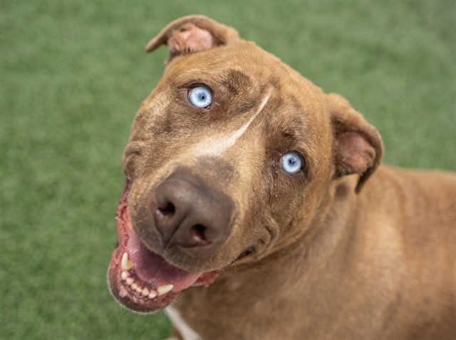 Sammie - Female - Pit Bull-Mix