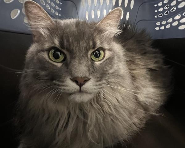 Drake - Male - Domestic MH