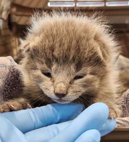 Gravy - Male - Domestic SH