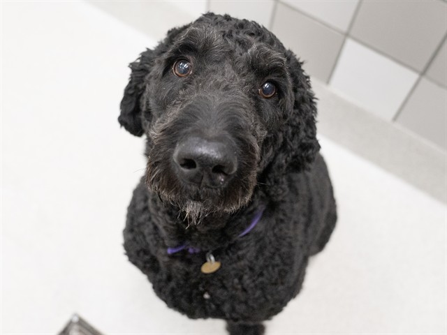 Buddy - Male - Standard Poodle-Labrador Retriever