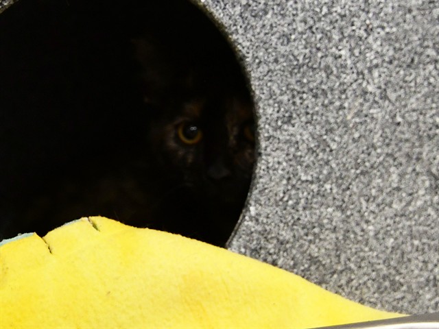 Ahkari - Female - Domestic SH