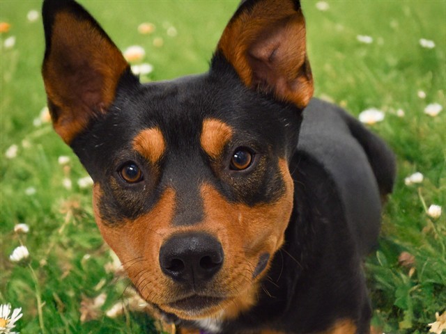 Snoopy - Male - Australian Kelpie-Mix