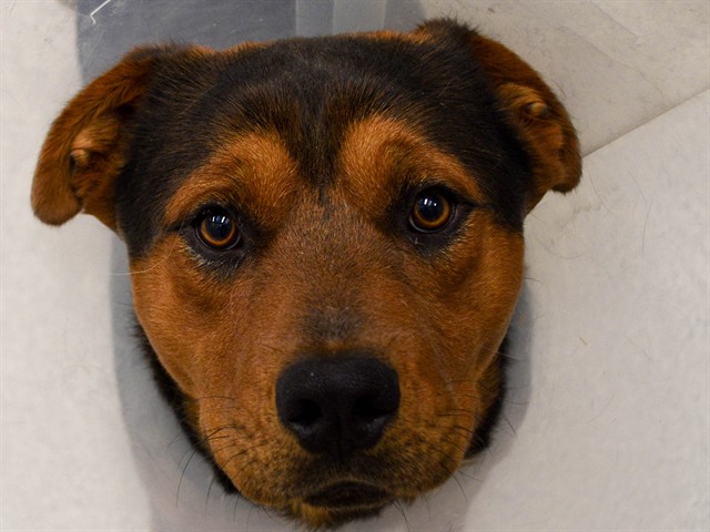Buddy - Male - Australian Cattle Dog-Mix