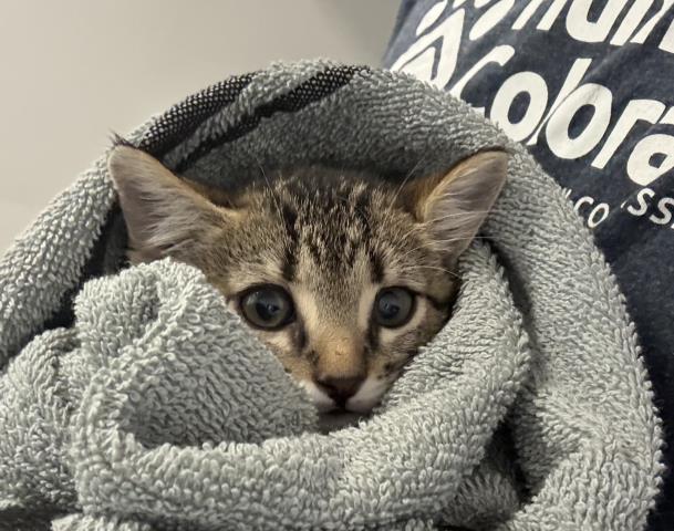Marinara - Female - Domestic SH