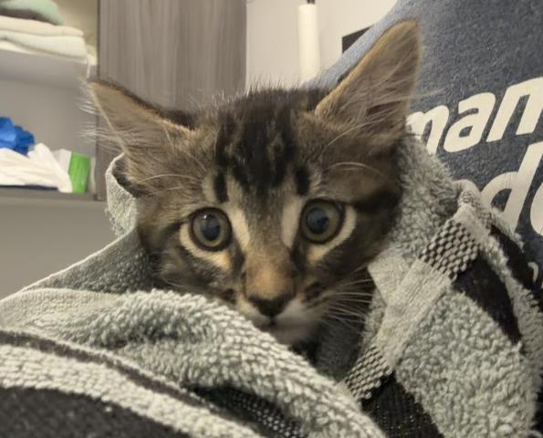 Alfredo - Male - Domestic SH