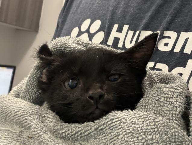 Puma - Female - Domestic SH