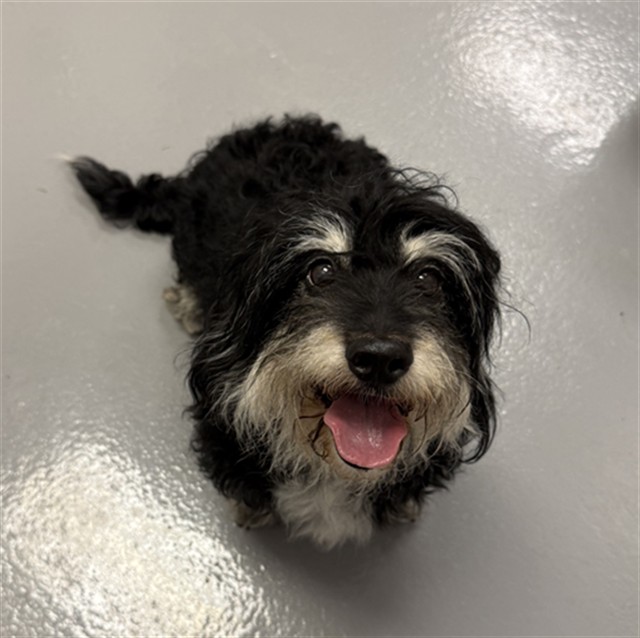Betty - Female - Standard Dachshund-Mix