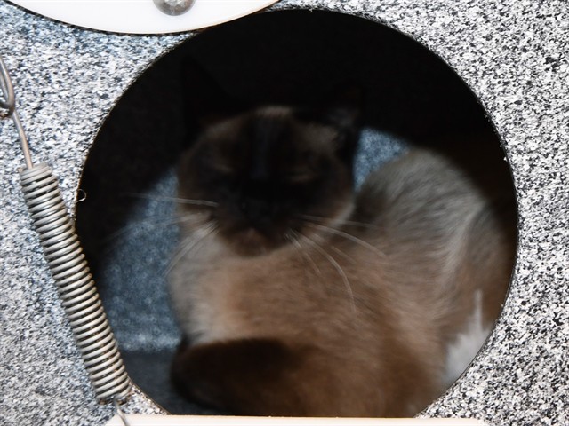 Kesh The Clean - Female - Domestic SH