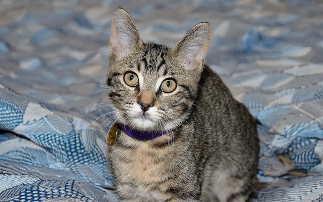 Mr Mushnik - Male - Domestic SH