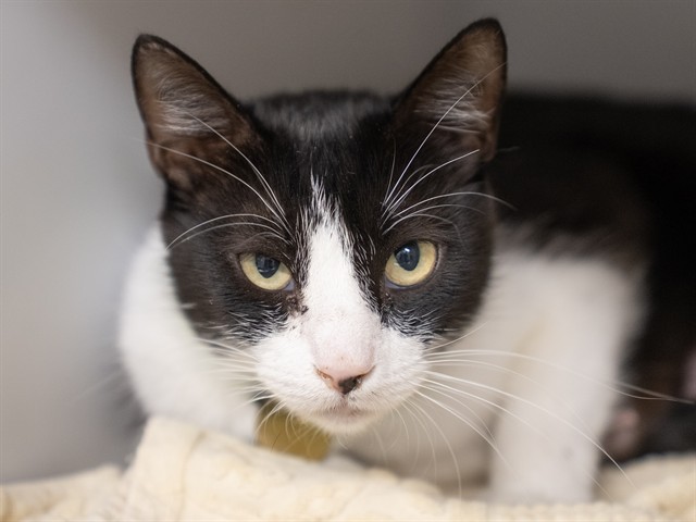 Precious - Female - Domestic SH