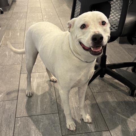 Chai - Female - Labrador Retriever