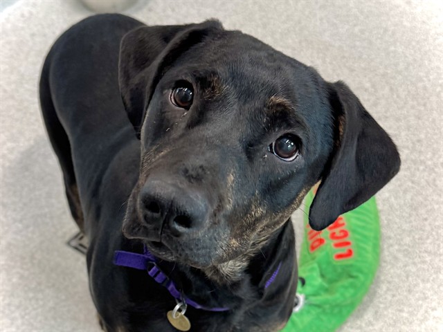 Rebel - Male - Rottweiler-Mix