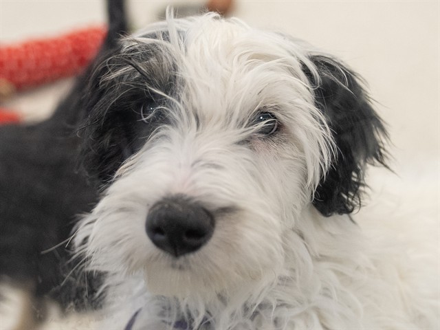 Elliot - Male - Nonspecific