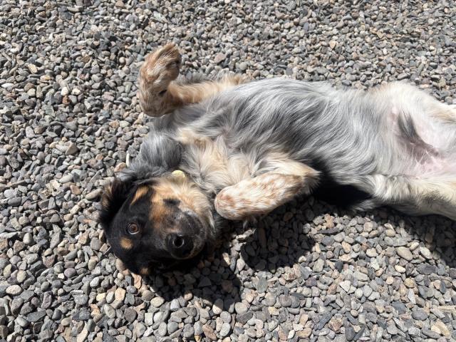 Dexter - Male - Border Collie