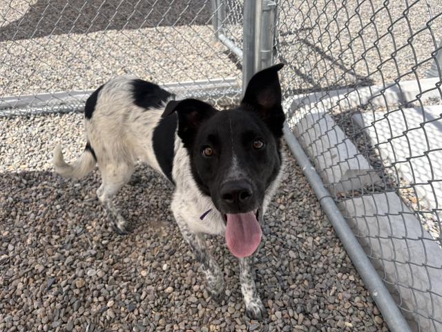 Dash - Male - Border Collie