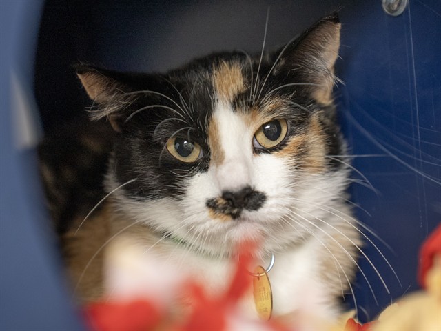 Clementine - Female - Domestic SH