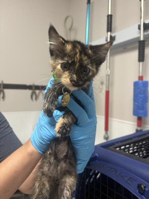 Moose - Female - Domestic SH