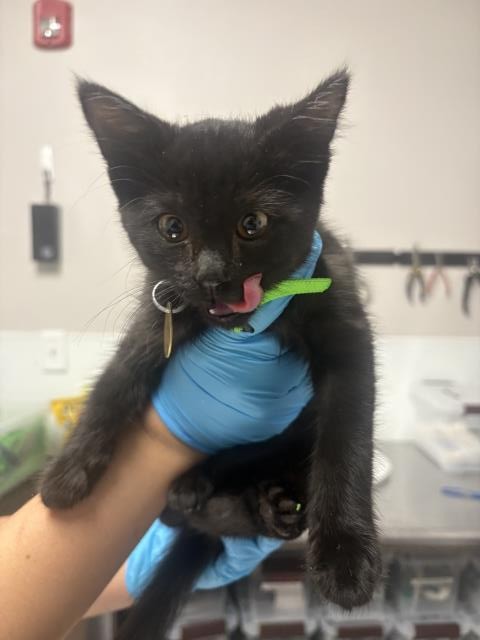 Emma - Female - Domestic SH