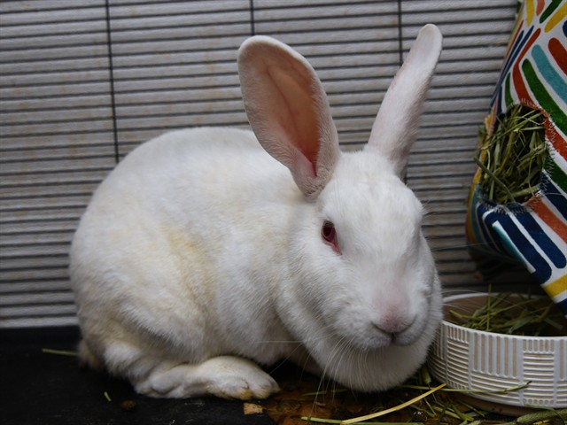 Gillian - Female - Lop