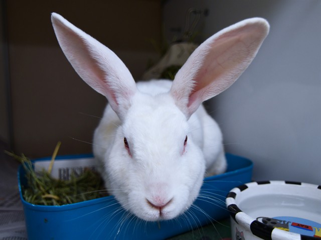 Bridget - Female - Lop