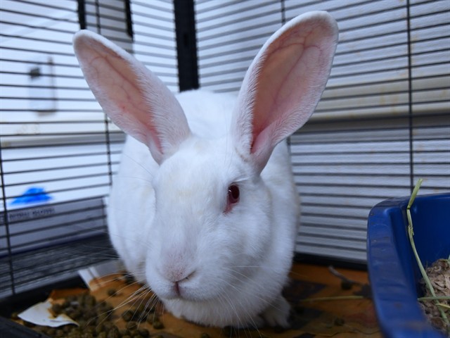 Frances - Female - Lop