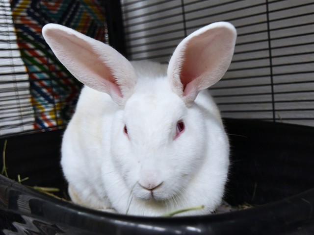 Sally - Female - Lop