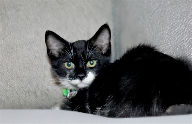 Florence - Female - Domestic MH