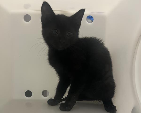 Scorpion - Male - Domestic SH
