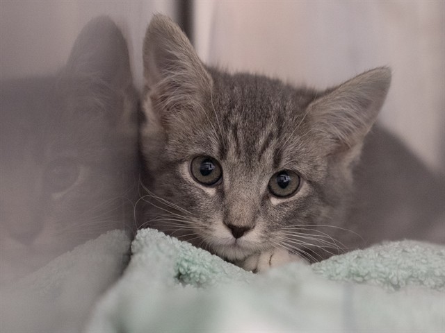  - Female - Domestic SH