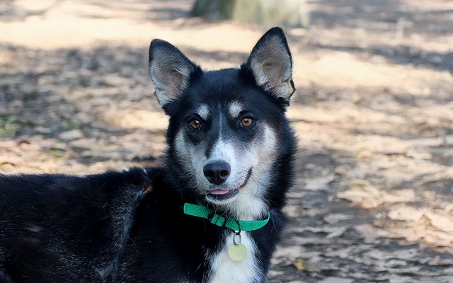 Aspen - Female - Siberian Husky-Mix