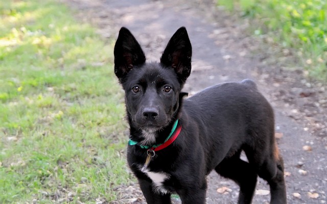 Dutchess - Female - German Shepherd-Mix