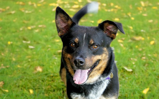 Buddy - Male - Australian Cattle Dog-Mix