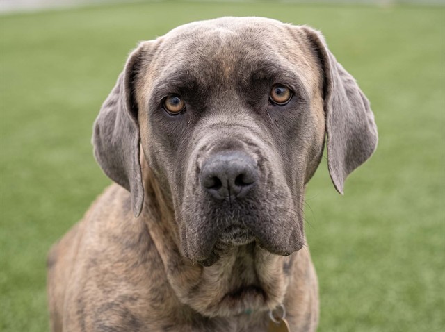 Azul - Female - Presa Canario-Mix