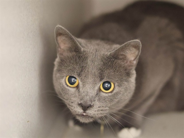Bubbie - Female - Domestic SH