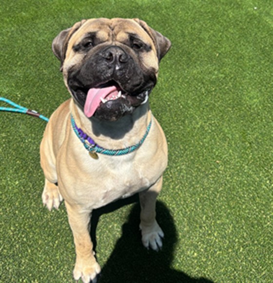 Oso - Male - Bullmastiff