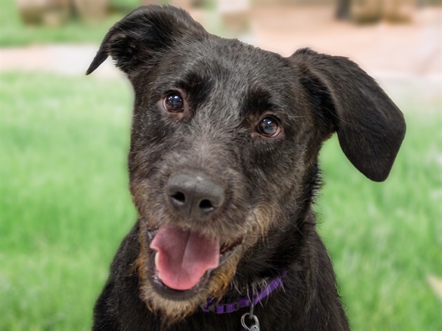Maxy - Male - Labrador Retriever-Terrier
