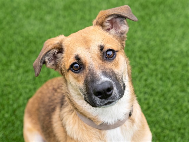 Luna Mae - Female - Nonspecific