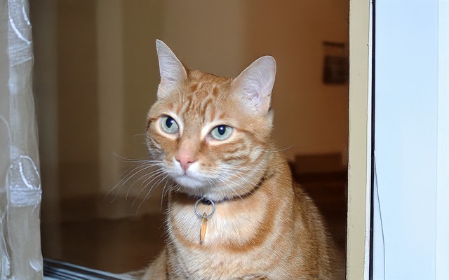 Cucumber - Male - Domestic SH