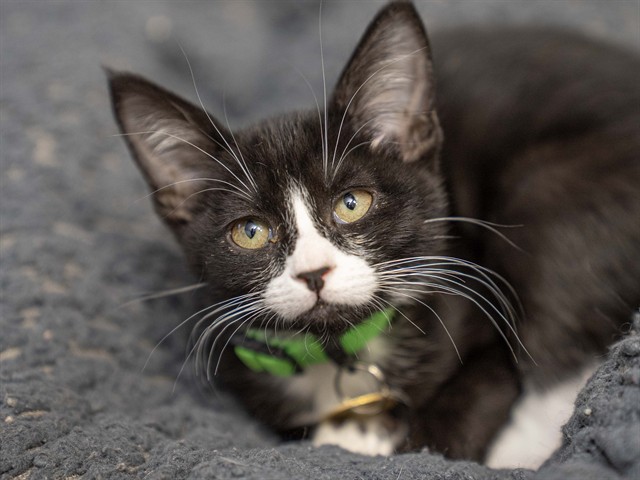 Gretel - Female - Domestic SH