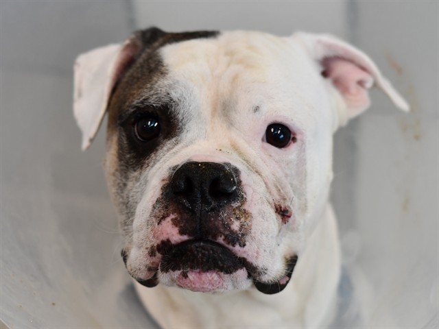 Bubba - Male - American Bulldog
