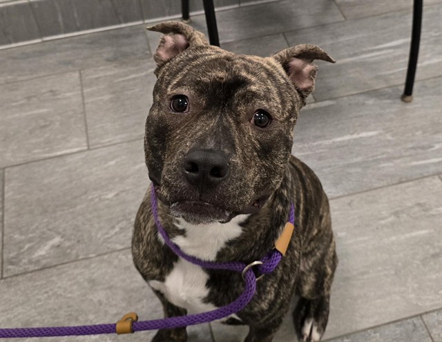 Bear - Male - Pit Bull-Boxer