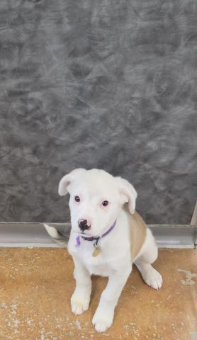 Clyde - Male - Australian Cattle Dog