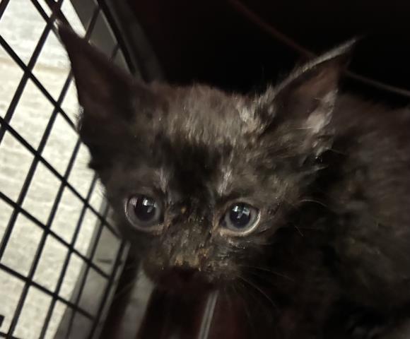 Ophelia - Female - Domestic SH