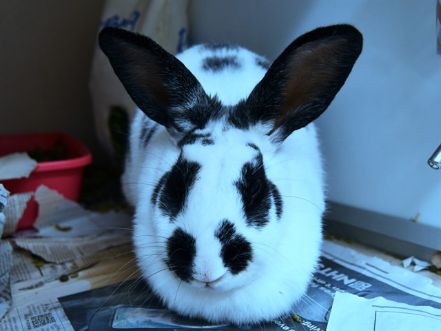 Oreo - Female - Lop