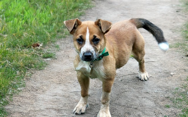 Oakley - Female - Australian Cattle Dog