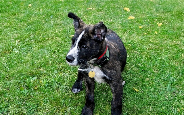 Bear - Male - Australian Cattle Dog