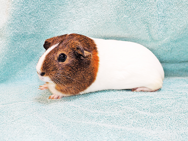 Selena - Female - Guinea Pig