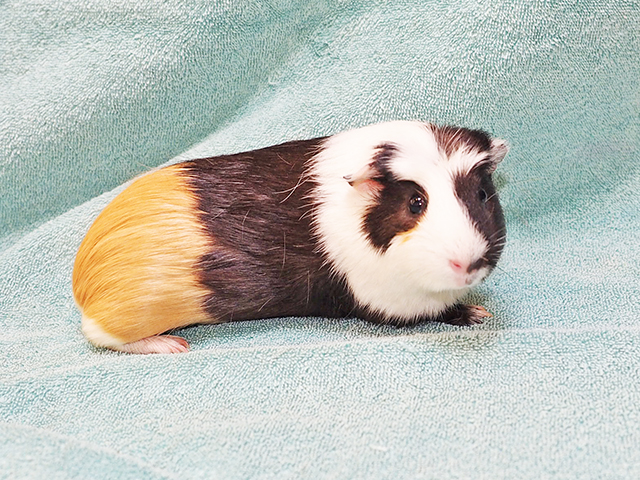 Laura - Female - Guinea Pig