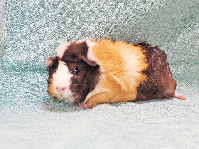 Lucia - Female - Guinea Pig